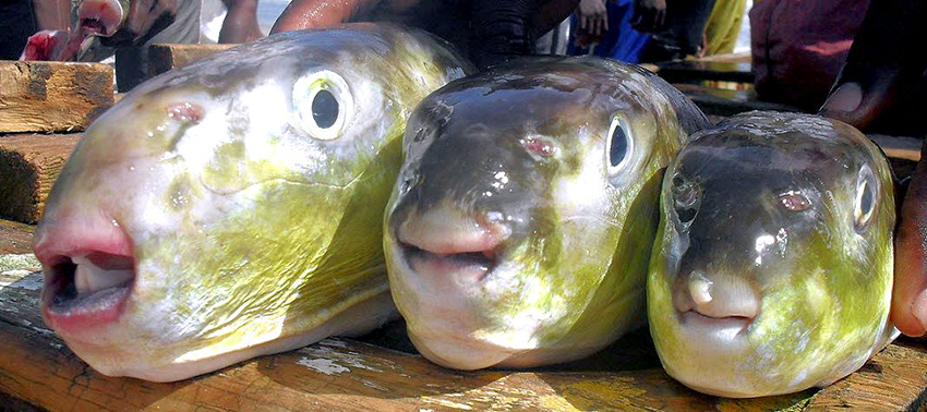 Lagocephalus laevigatus_05.jpg